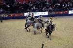 Quadrille - 00808